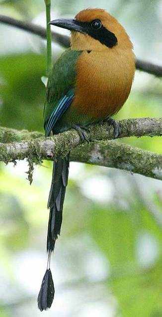 Rufous Motmot