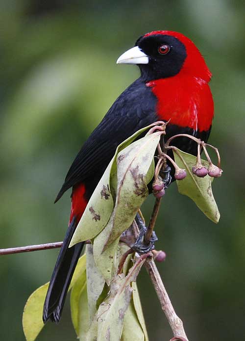 Crimson-collared Tanager by Steve Bird