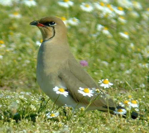 Collared Pratincole