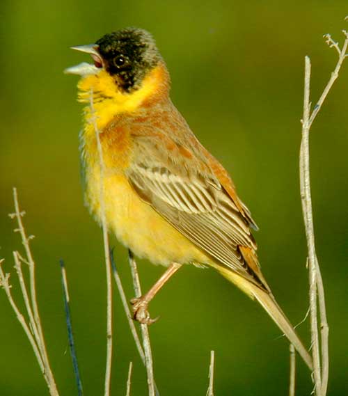 Black-headed Bunting