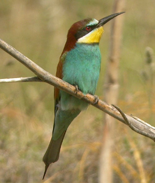 European Bee-Eater