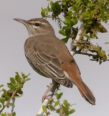 Rufous Bush Robin