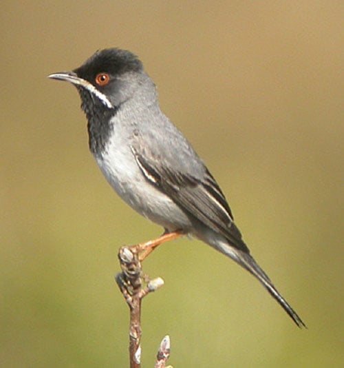 Ruppells Warbler