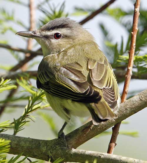 Red-eyed Vireo