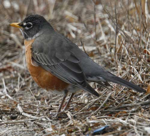 American Robin