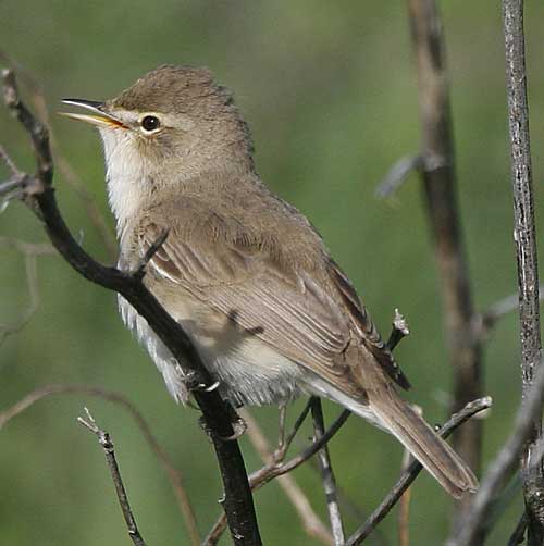 Blyths Reed Warbler