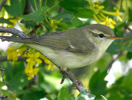 Greenish Warbler