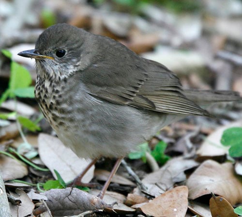 Grey-cheeked Thrush