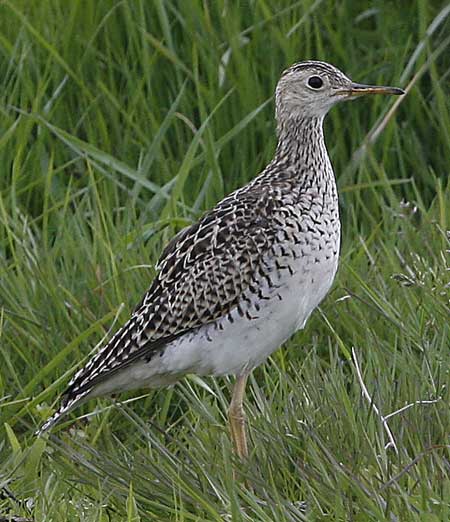 Upland Sandpiper