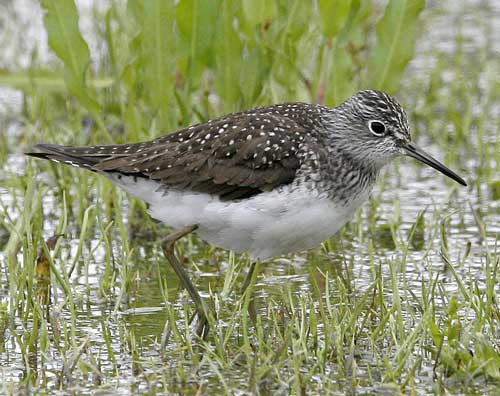 Solitary Sandpiper