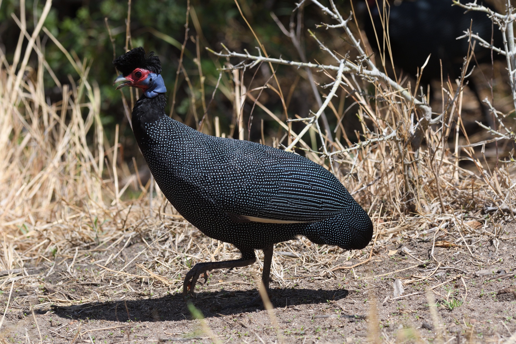 Crested Guineafowl