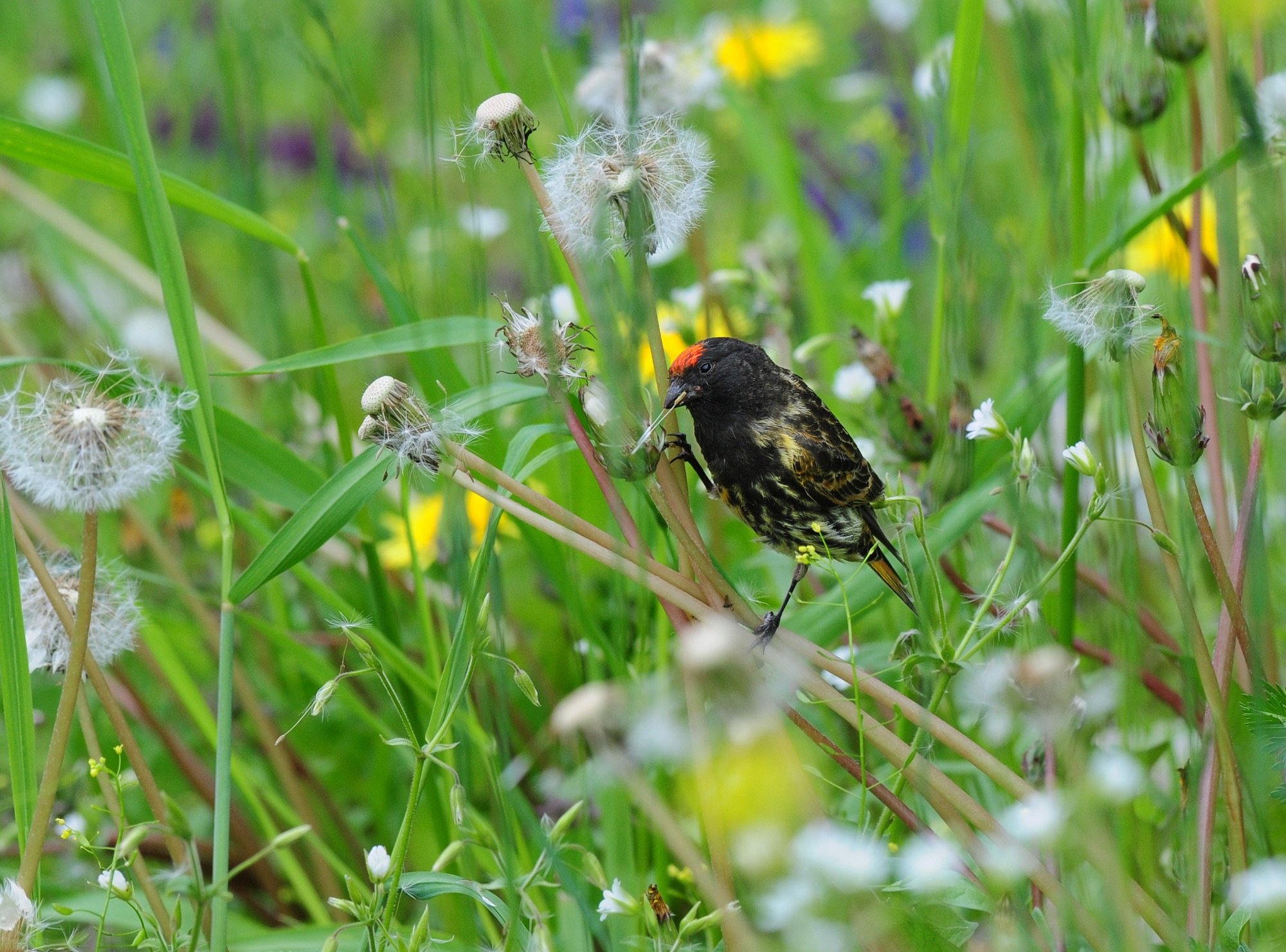 Red-fronted Serin