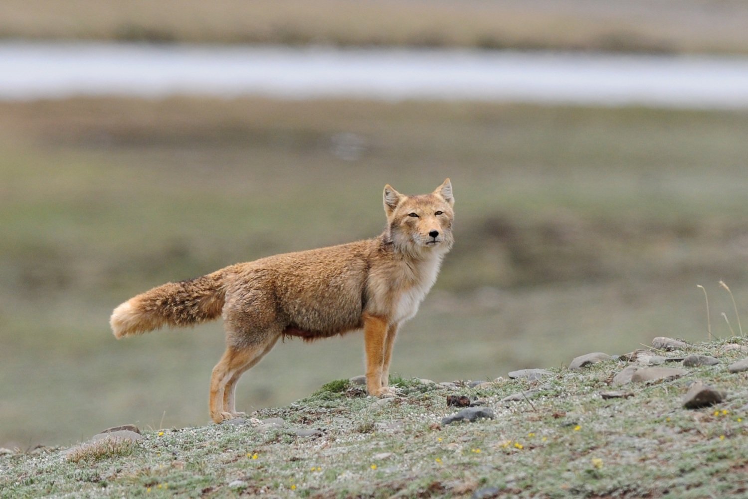 Тибетская лиса. Тибетская лисица Vulpes ferrilata. Тибетская Песчаная лиса. Гималайская лисица. Монгольская лиса.