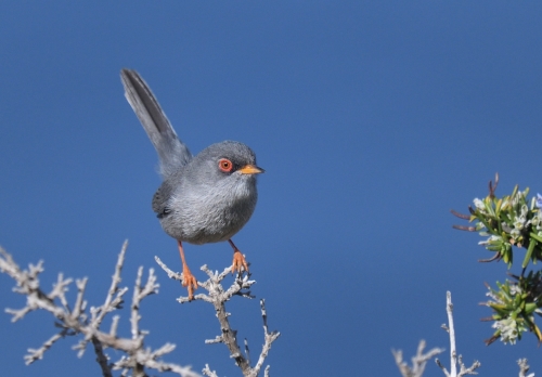 Balearic Warbler - Balearic Islands Spring Tour 2018 by Nick Bray_00018