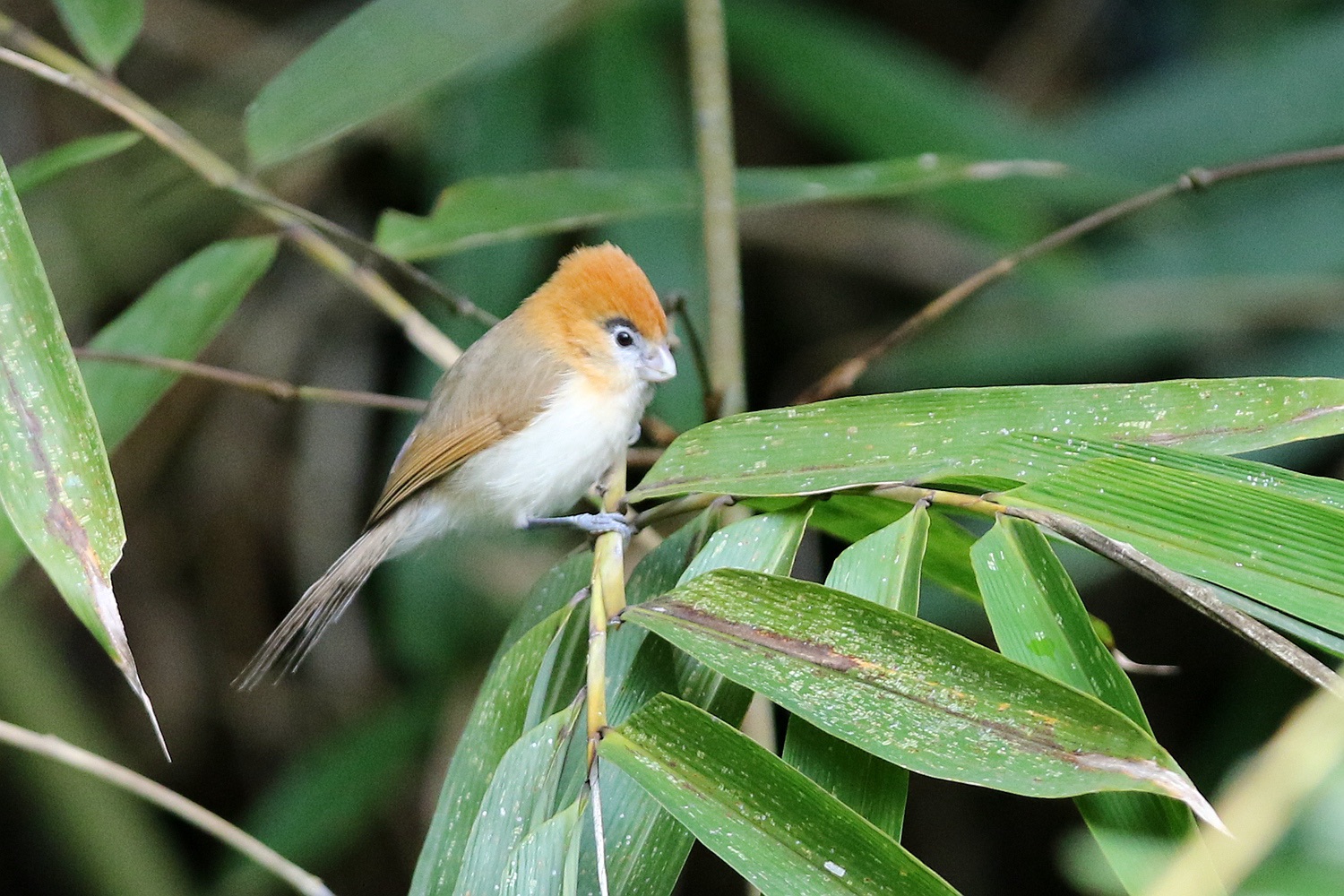 pale-billed parrotbill