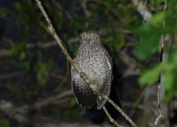 Rote Boobook - Rote Island, Lesser Sundas 2017 by Nick Bray_00011