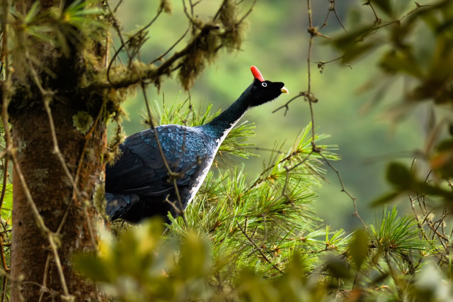 Zoothera Birding - Birdwatching Holidays Around the World