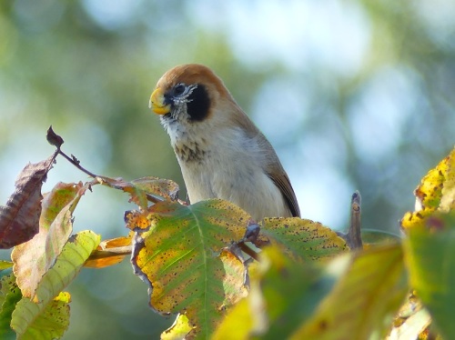 Spot-breasted-parrotbill by Nick Upton