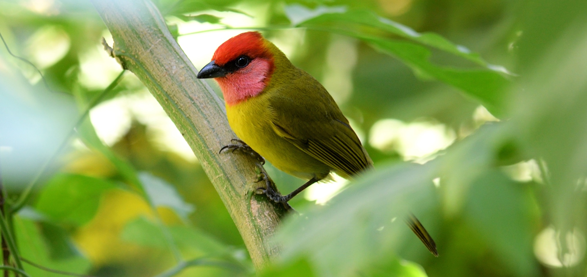red-headed tanager