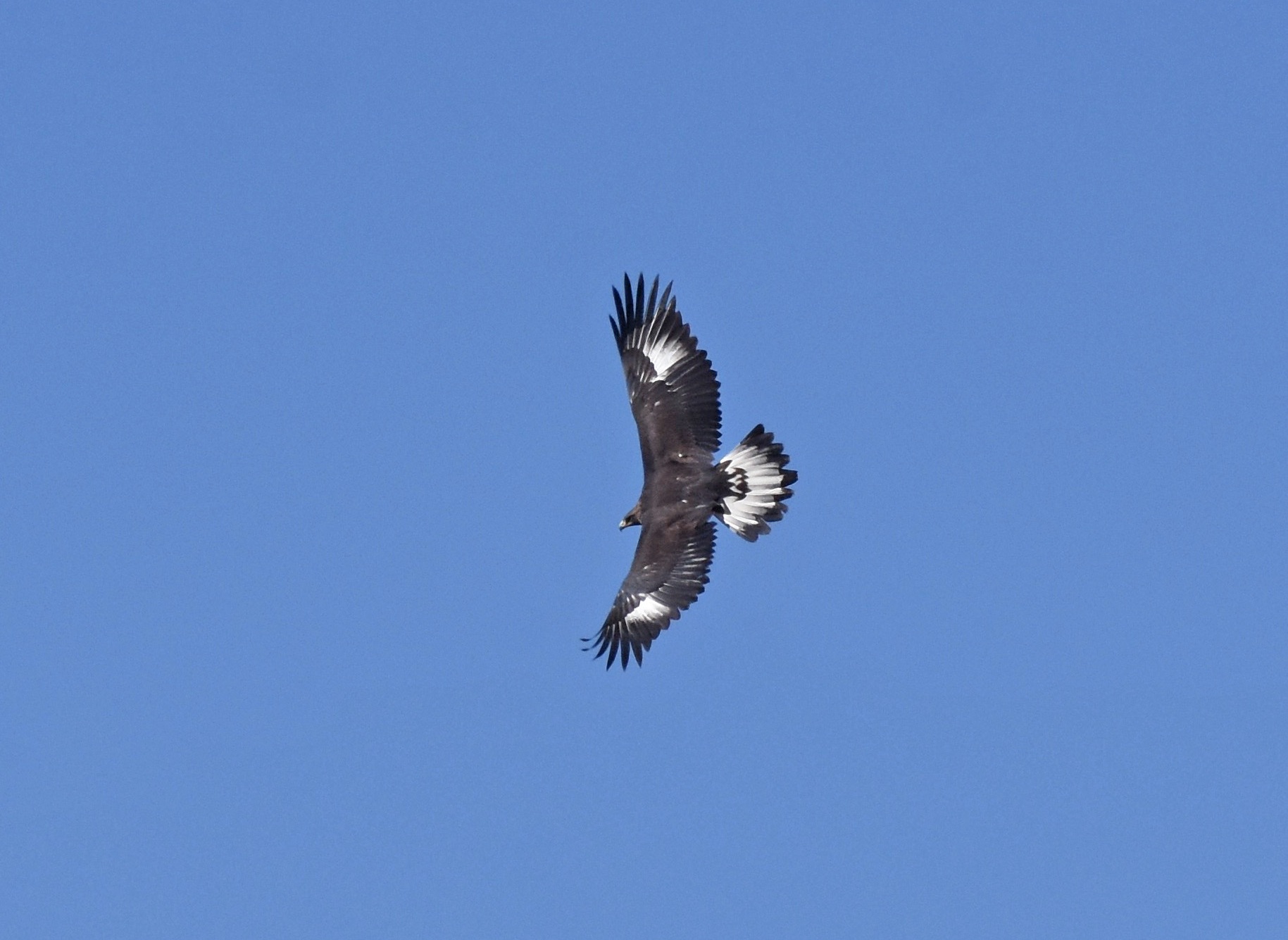 golden eagle