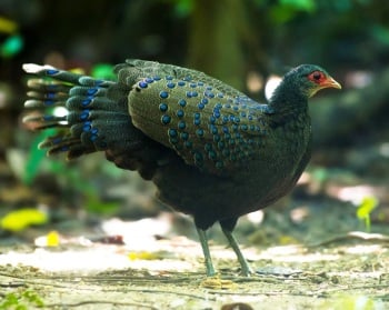 germains-peacock-pheasant