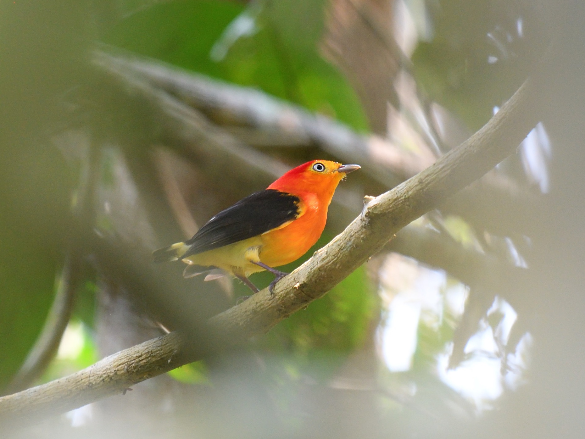 band-tailed manakin