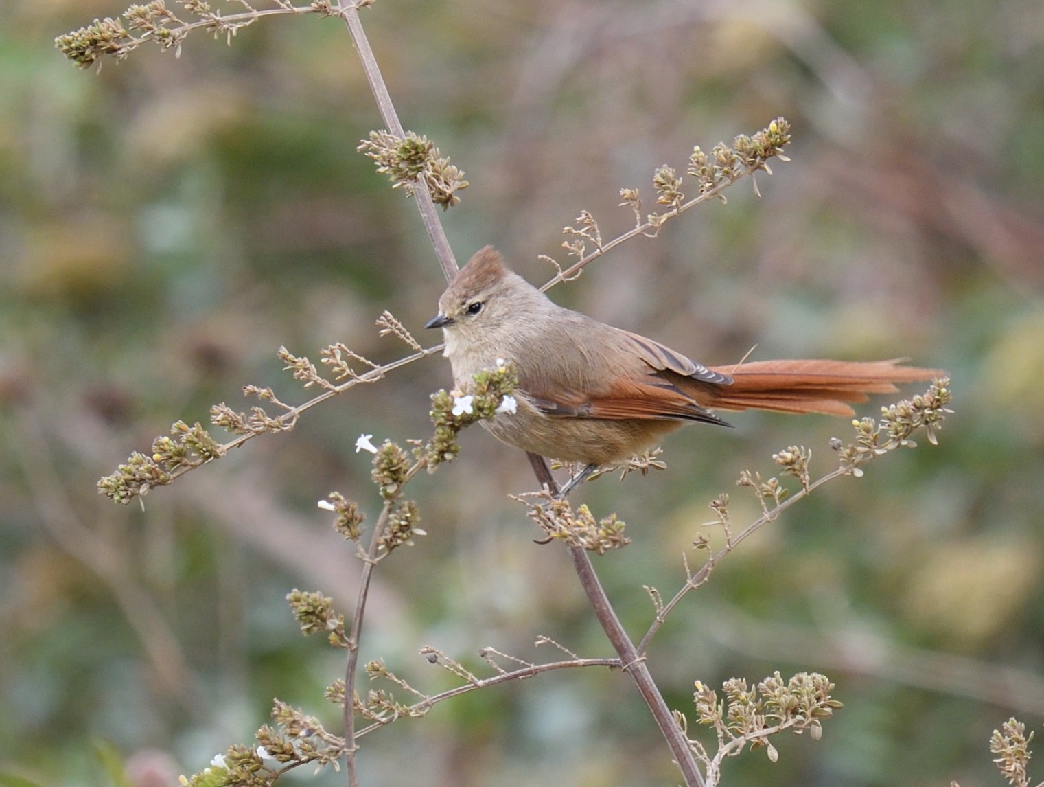 brown-capped tit-spinetail