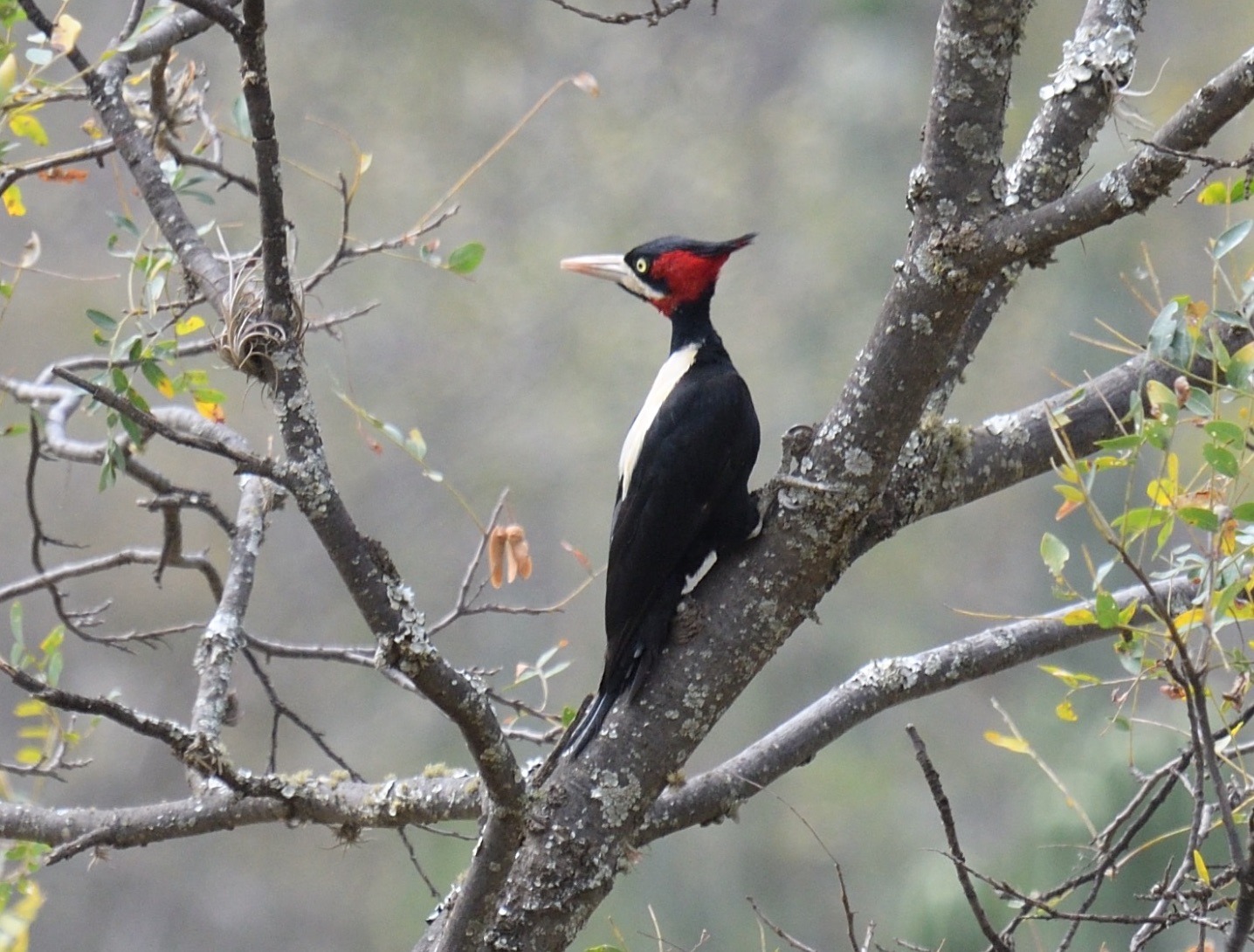 cream-backed woodpecker