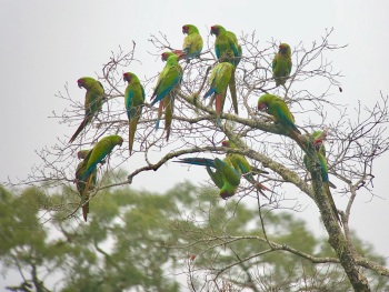 Military Macaws by Nick Bray