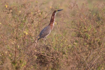 Rufescent Tiger-Heron by Nick Bray