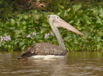 spot-billed-pelican-1