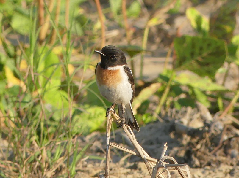 White-tailed Stonechat by Nick Upton