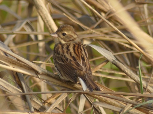 Black-faced Bunting-female by Nick Upton