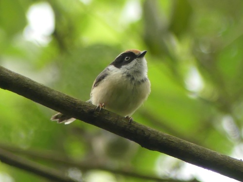 Black-throated Tit by Nick Upton