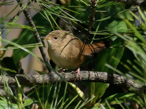 Brown Bush-warbler by Nick Upton