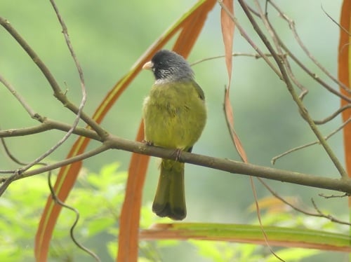 Collared Finchbill by Nick Upton