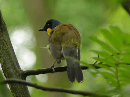 Courtois Laughingthrush by Nick Upton