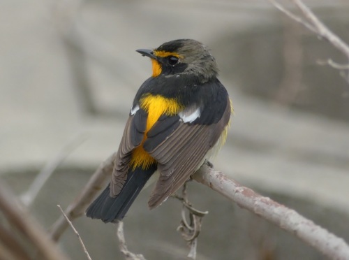 Narcissus Flycatcher by Nick Upton