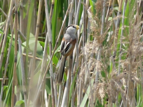 Reed Parrotbill by Nick Upton