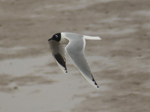 Saunders Gull by Nick Upton