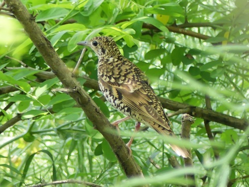 Whites Thrush by Nick Upton