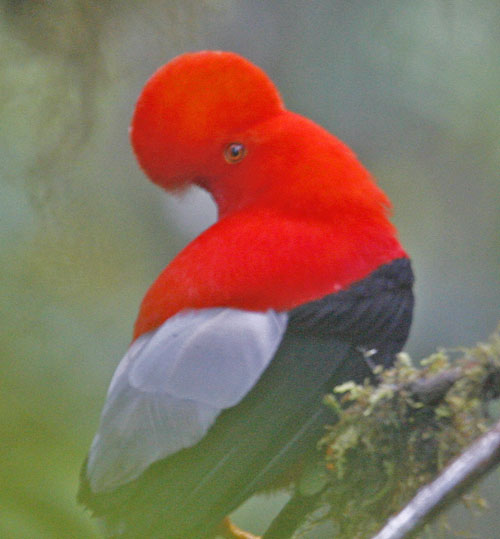 Andean Cock-of-the-Rock