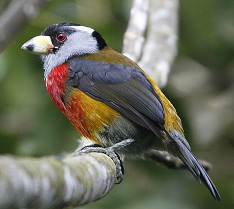 Toucan Barbet