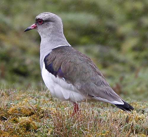 Andean Lapwing