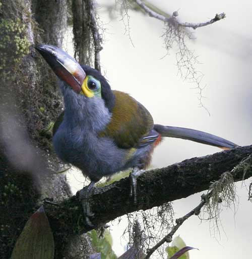 PLate-billed Mountain-Toucan