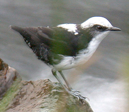 White-capped Dipper