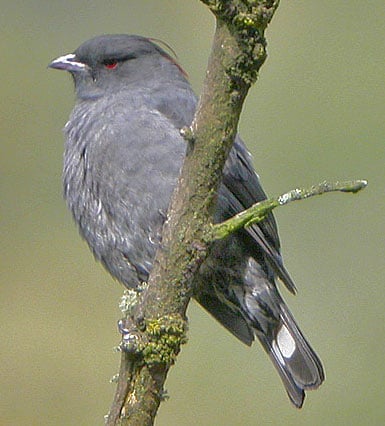 Red-crested Cotinga