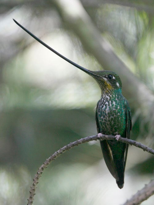 SWord-billed Hummingbird