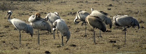 Common Crane