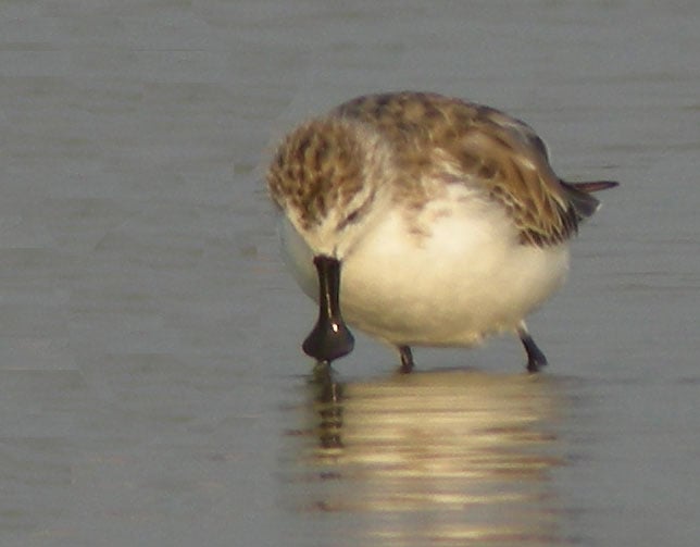 Spoon-billed Sandpiper A